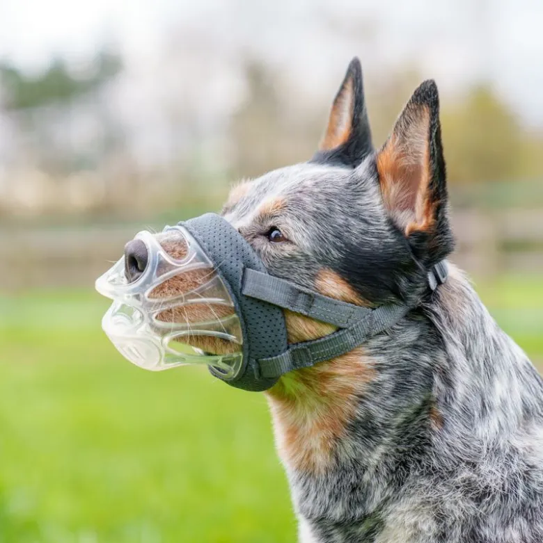 Baskerville Invisa Bozal para Perros