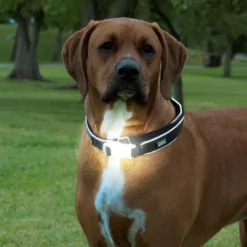 Collar Comet Luminoso Recargable para Perros