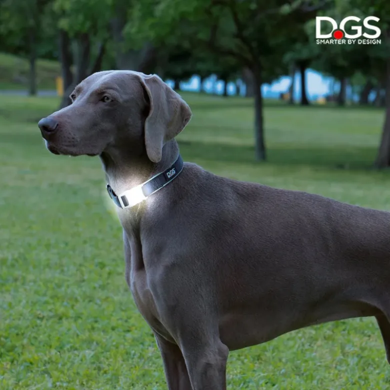 Collar Comet Luminoso Recargable para Perros