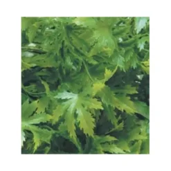 Decoración Planta Cannabis Artificial para Terrarios