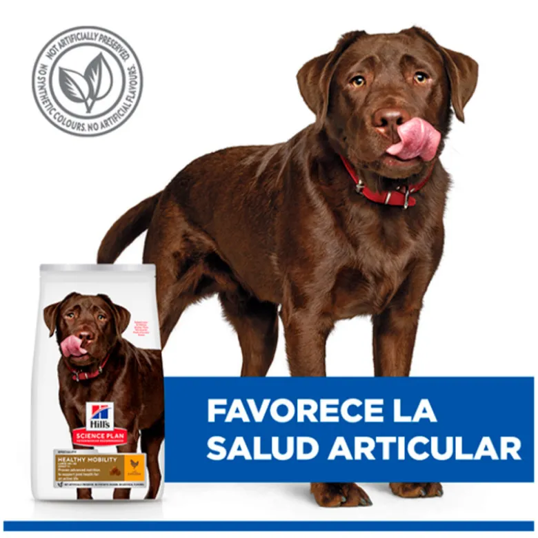 Hills Science Plan Canine Adult Healthy Mobility Raza Grande Pollo