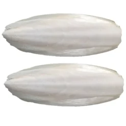 Hueso de Jibia Grande