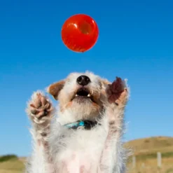 Juguete Bionic Pelota para Perros