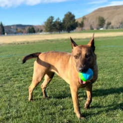 Juguete Kong Twistz Pelota para Perros