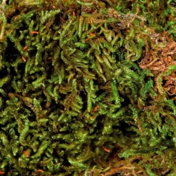 Musgo Húmedo Trixie para Terrarios (200g)
