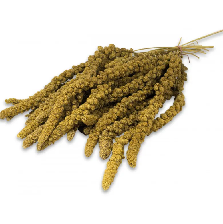 Prodac Espiga de Panizo Amarillo 500g