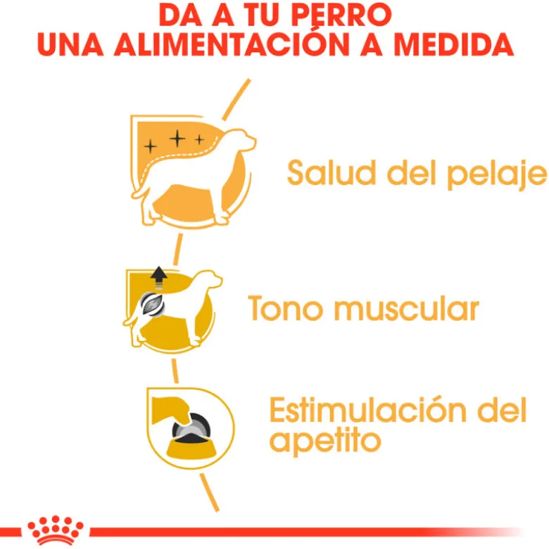 Royal Canin Caniche Poodle Adult Sobre 85g