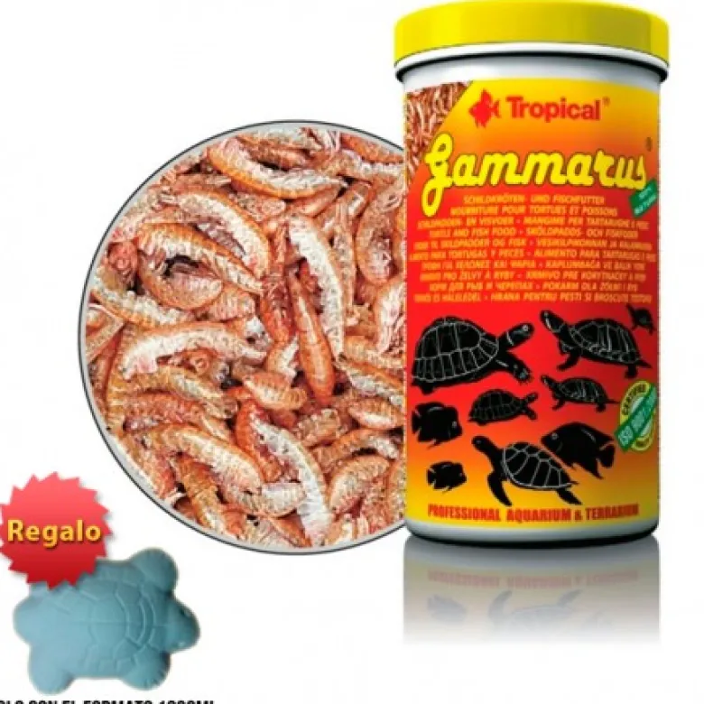 Tropical Gammarus